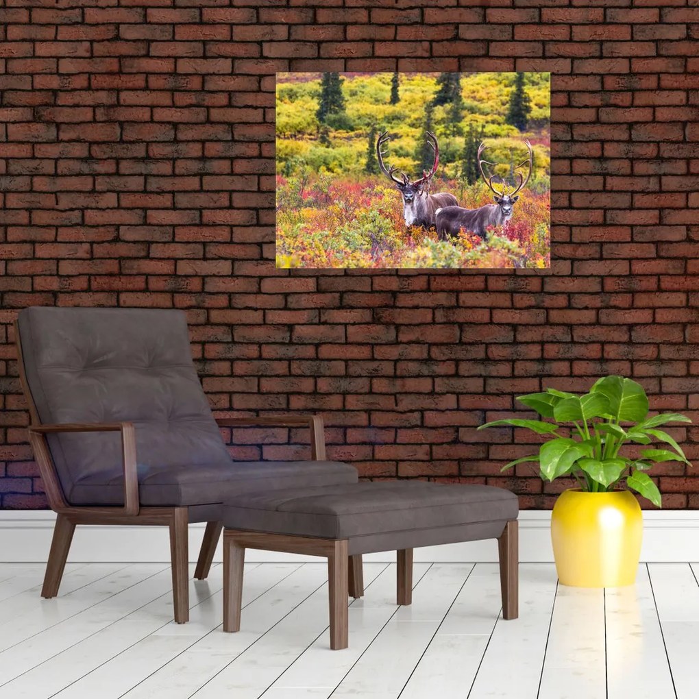 Obraz - Renifer tundrowy (70x50 cm)