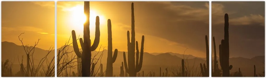 Obraz - Kaktusy Saguaro (170x50 cm)