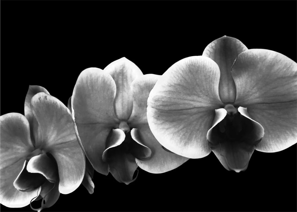 Obraz kwiatu orchidei (70x50 cm)