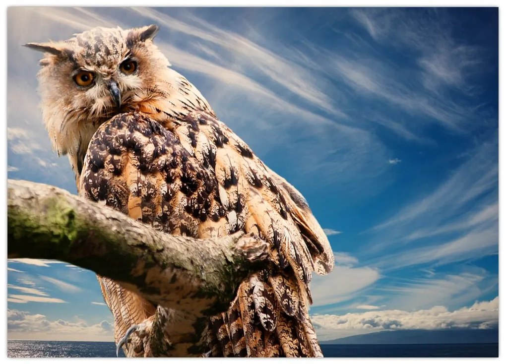 Obraz na szkle - sowa (70x50 cm)