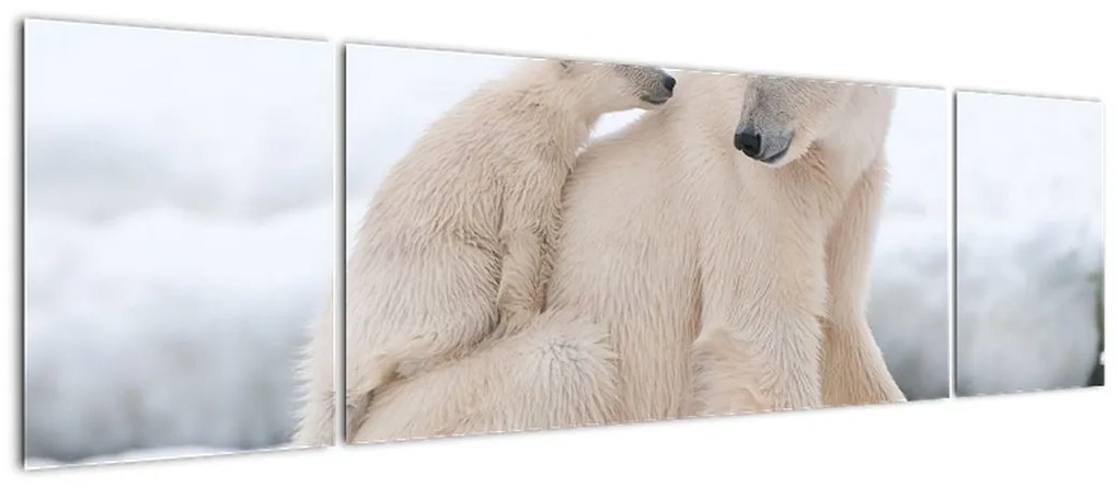 Obraz - Niedźwiedzie polarne (170x50 cm)