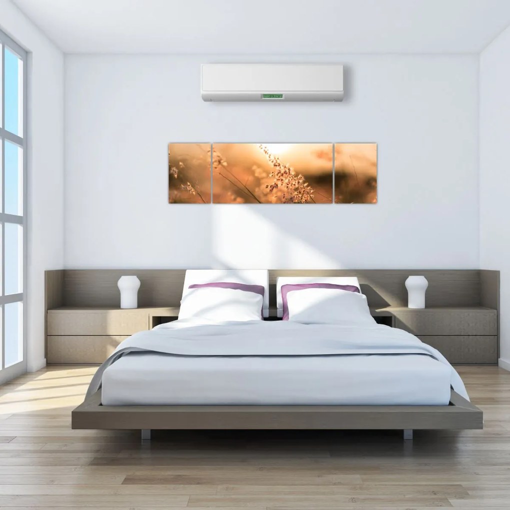 Obraz - Trawa  na słońcu (170x50 cm)