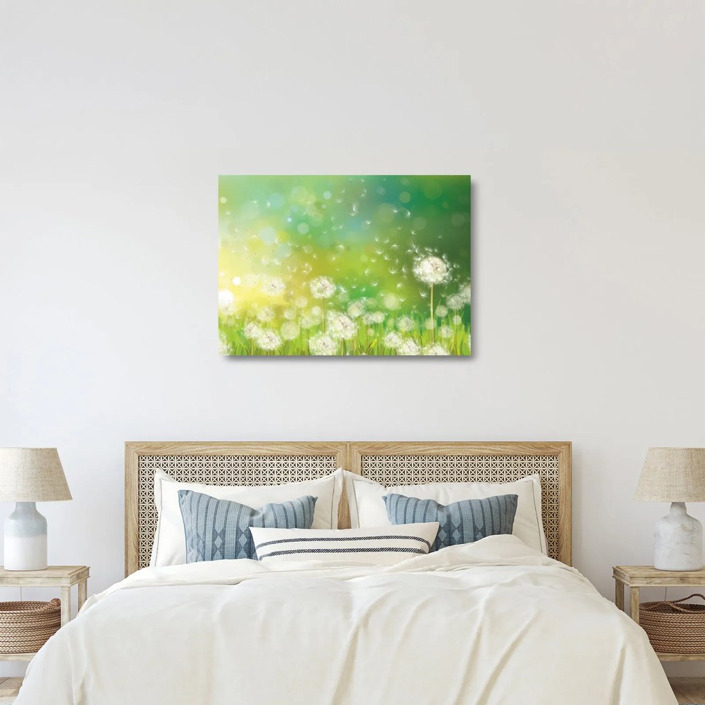 Obraz na szkle - Kwitnące mlecze (70x50 cm)