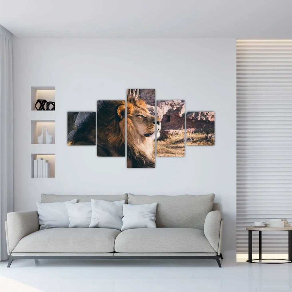 Obraz leżącego lwa (125x70 cm)