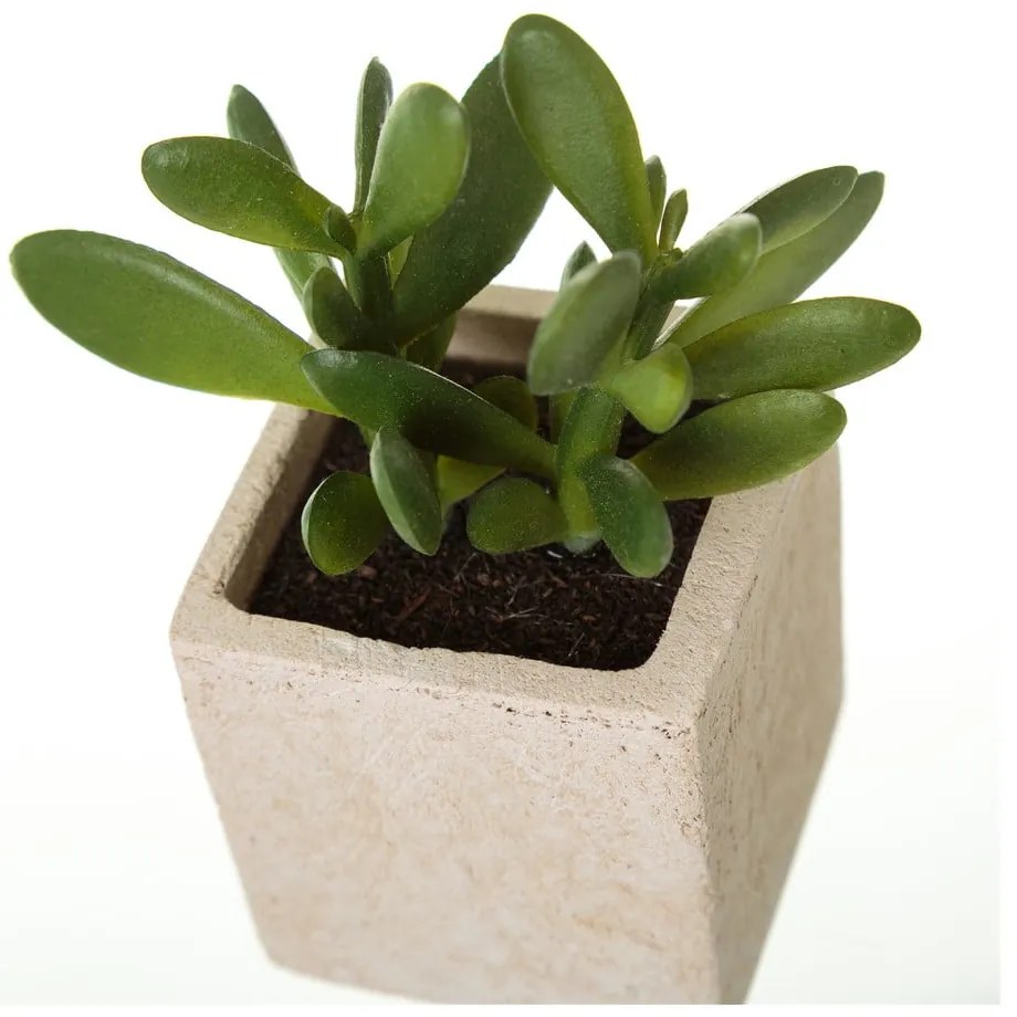 Sztuczne rośliny zestaw 6 szt. (wysokość 9,5 cm) Cactus – Casa Selección