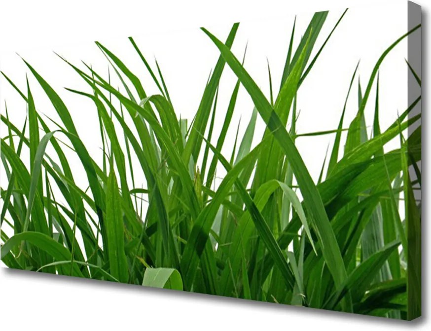Obraz canvas na ścianę Świeżość Naturalnej Trawy