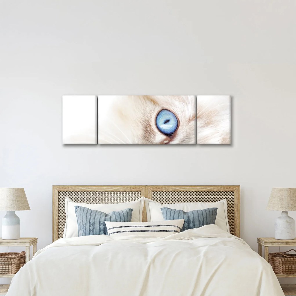 Obraz - Kotek (170x50 cm)