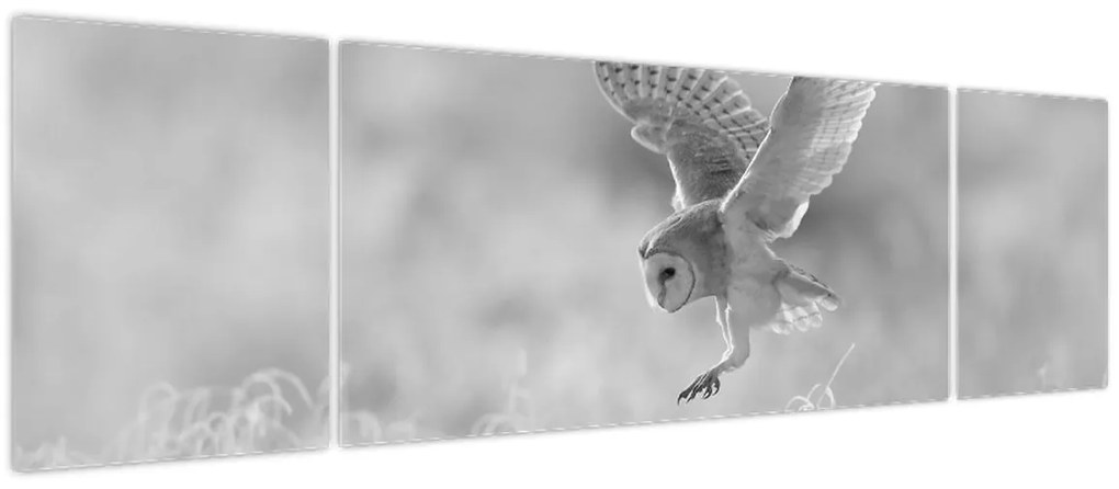 Obraz - Sowa, czarno - biały (170x50 cm)