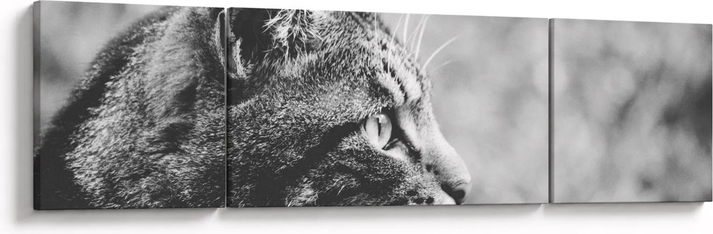 Obraz - Kot (170x50 cm)