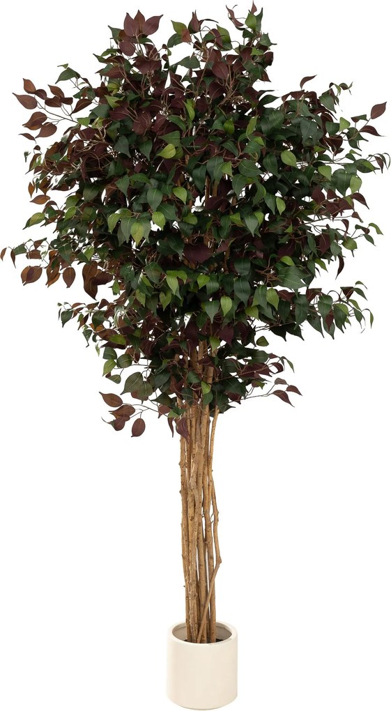 Drzewko dekoracyjne Burgundy w doniczce 210 cm