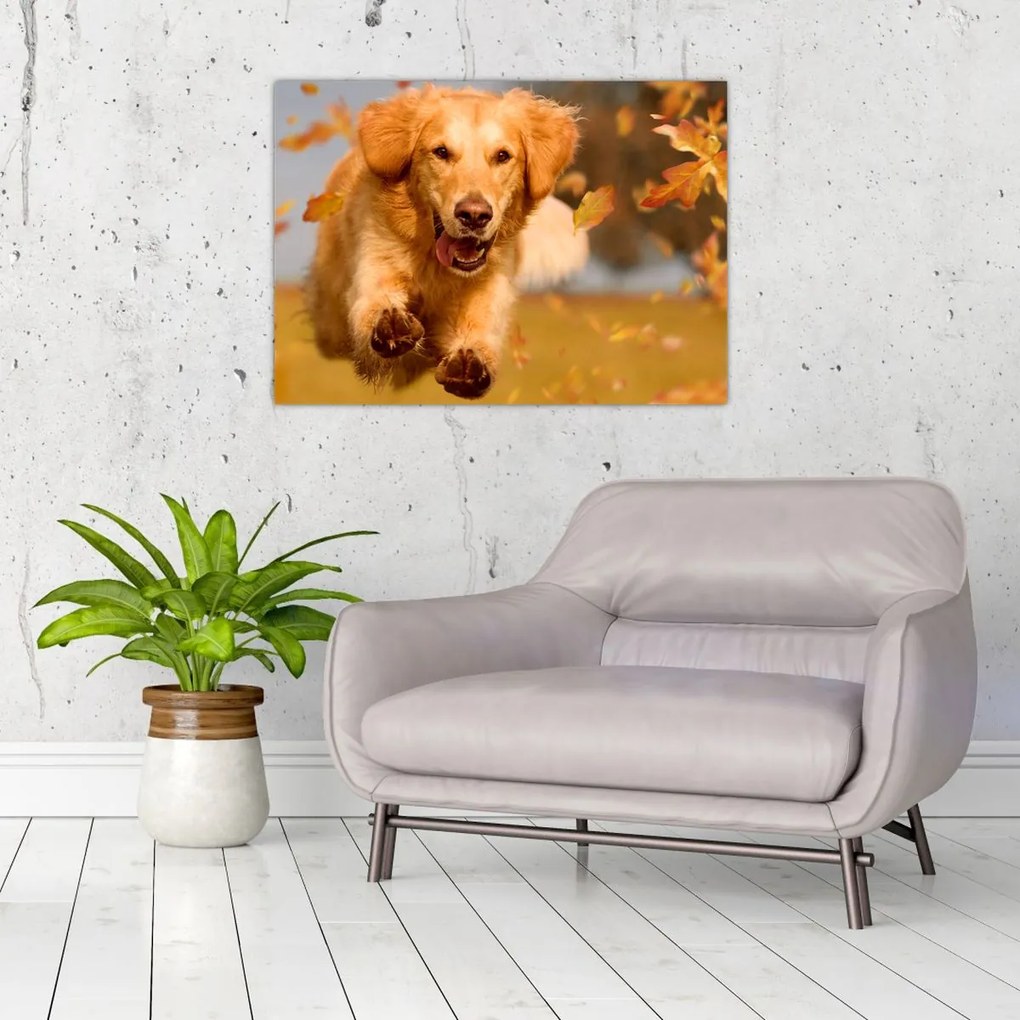 Obraz na szkle - Golden Retriever (70x50 cm)