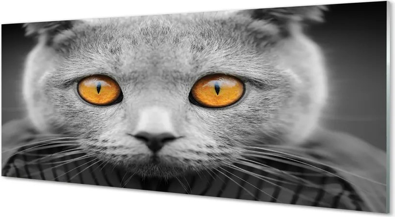 Panel Szklany Dostojny Szary Kot Brytyjski