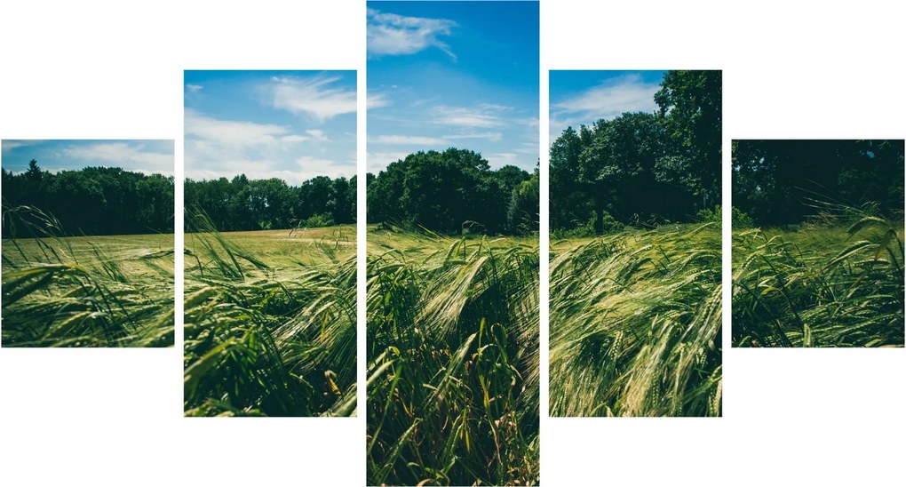 Obraz łąki i lasu (125x70 cm)