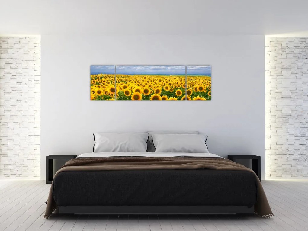Obraz pola słoneczników (170x50 cm)