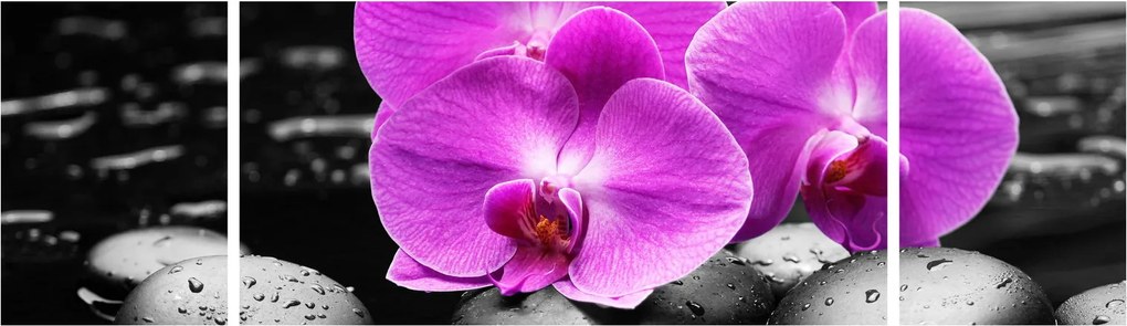 Obraz - Fioletowe orchidee (170x50 cm)
