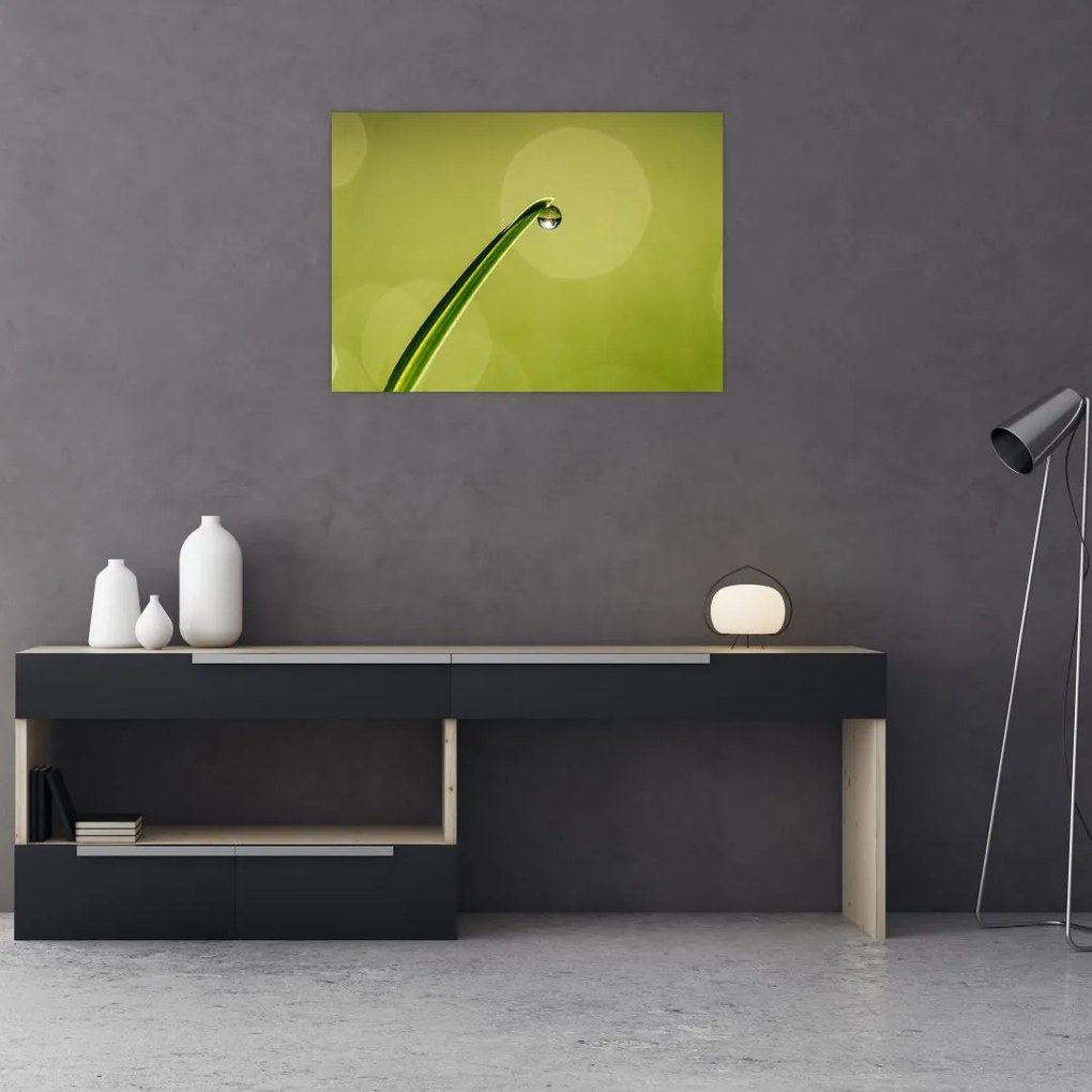 Obraz na szkle - krople wody na trawie (70x50 cm)