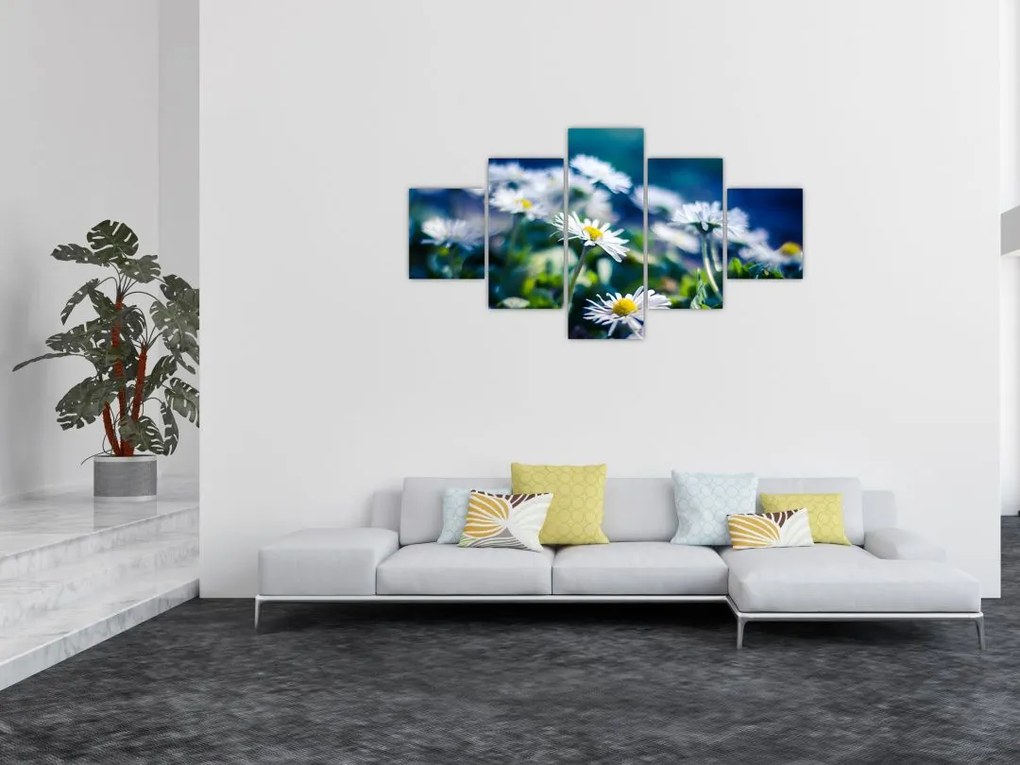 Obraz stokrotek (125x70 cm)