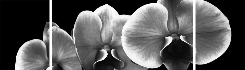 Obraz kwiatu orchidei (170x50 cm)