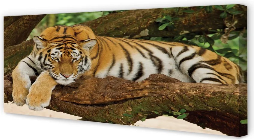 Obraz canvas na ścianę Tygrys na Drzewie