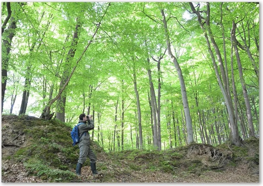 Foto-obraz szklany Ornitolog w lesie