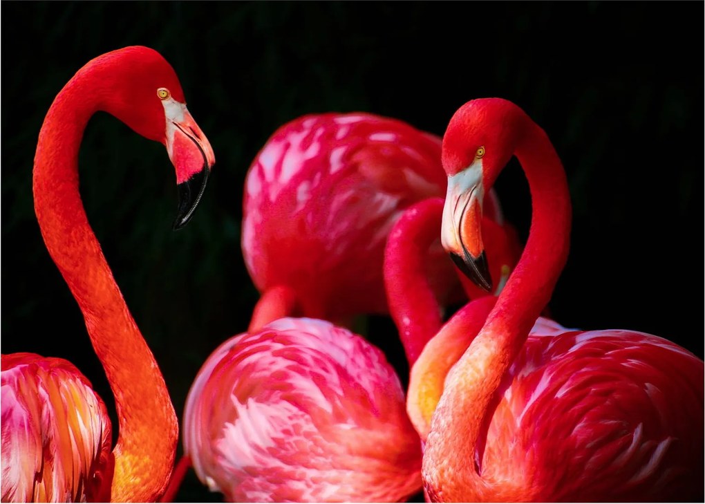 Obraz czerwonych flamingów (70x50 cm)