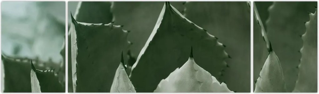 Obraz - Zielona agawa (170x50 cm)
