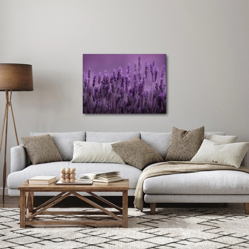 Obraz - Lawenda (70x50 cm)