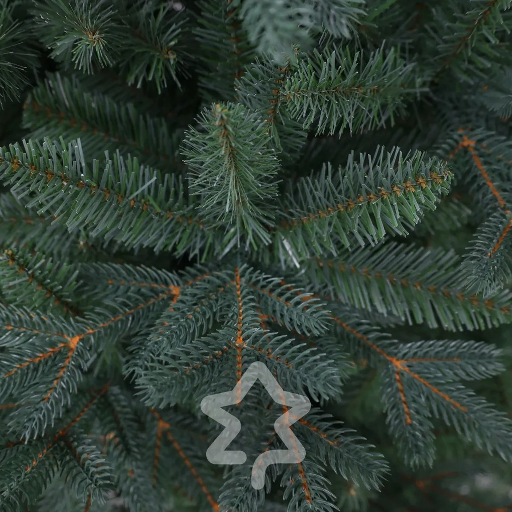 Świerk srebrny 150 cm