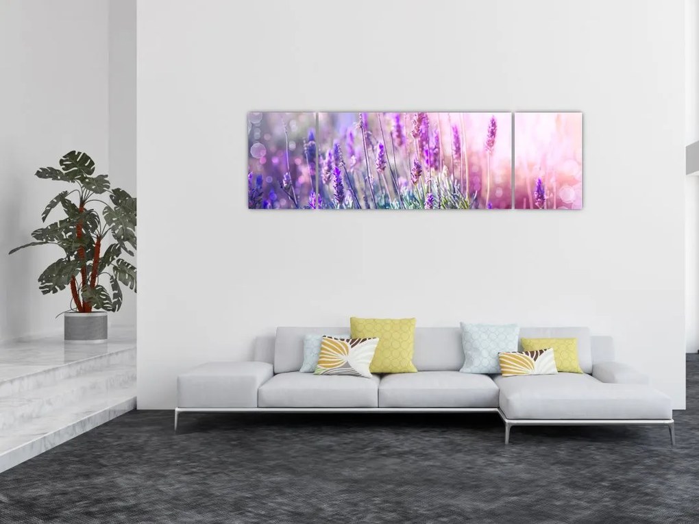 Obraz - Lawenda w słońcu (170x50 cm)