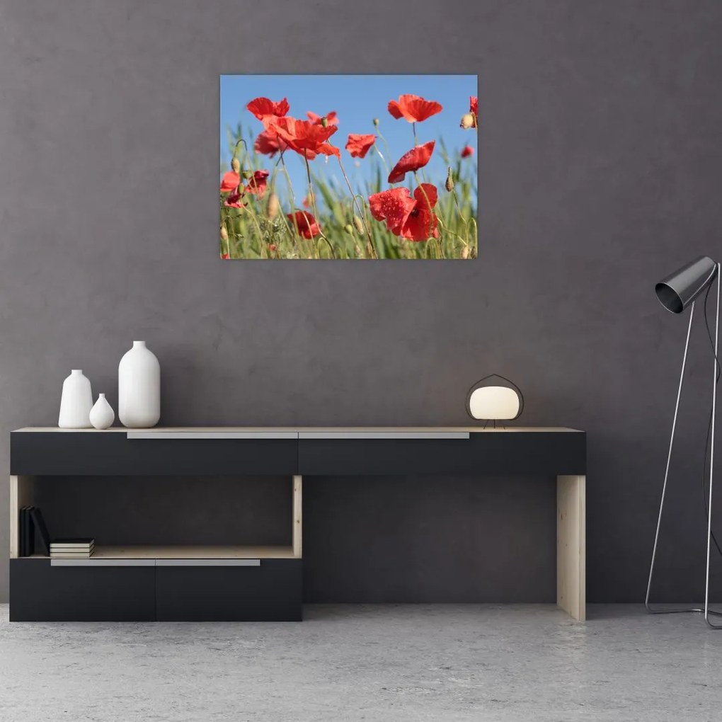 Obraz na szkle - Maki (70x50 cm)