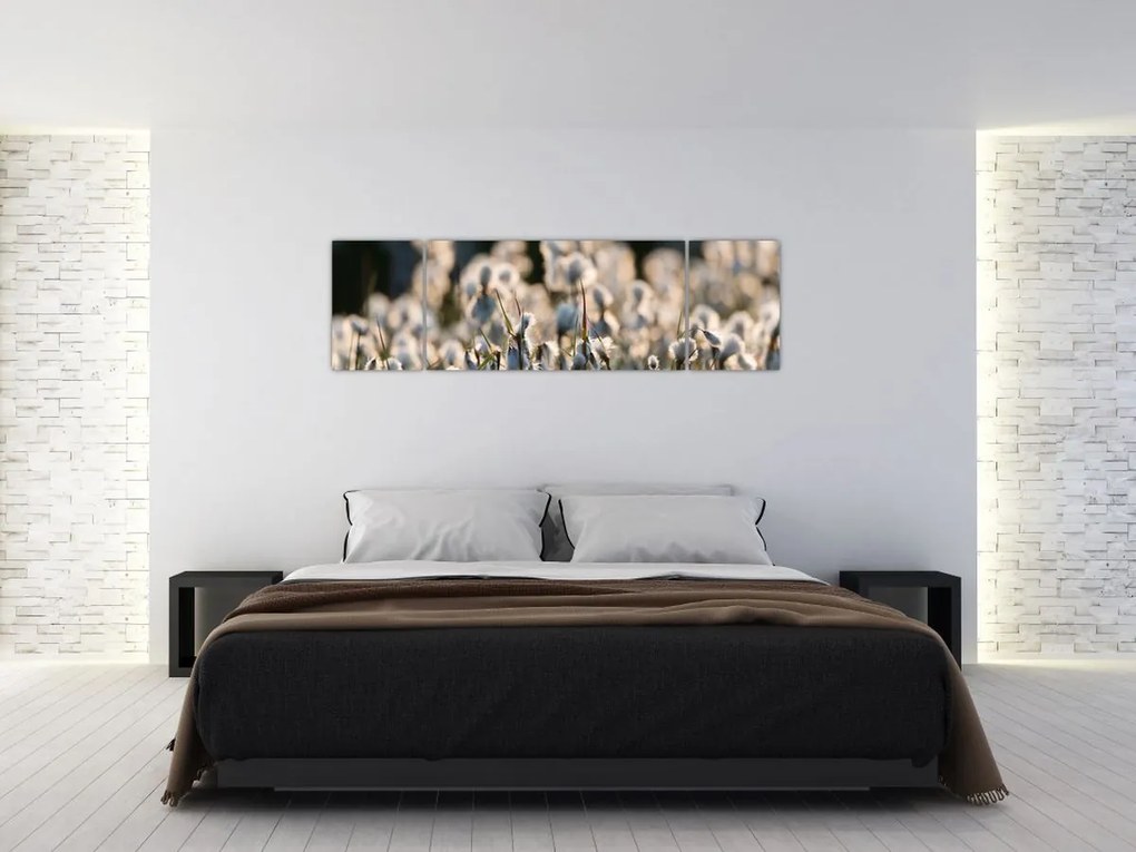Obraz - Biała wełnianka (170x50 cm)