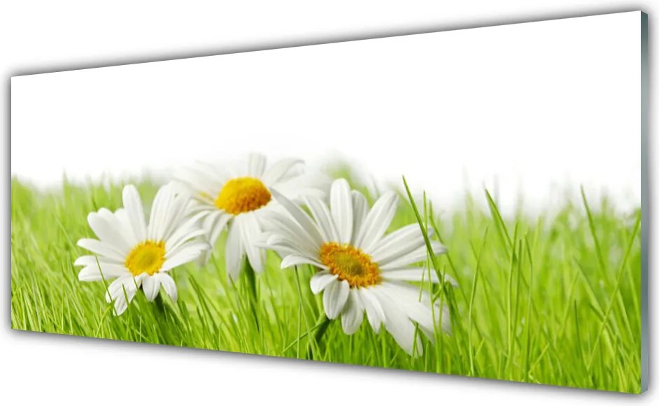 Panel Szklany do Kuchni Białe Stokrotki w Zieleni