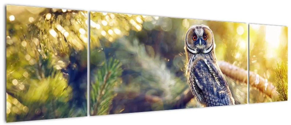 Obraz sowy na drzewie (170x50 cm)