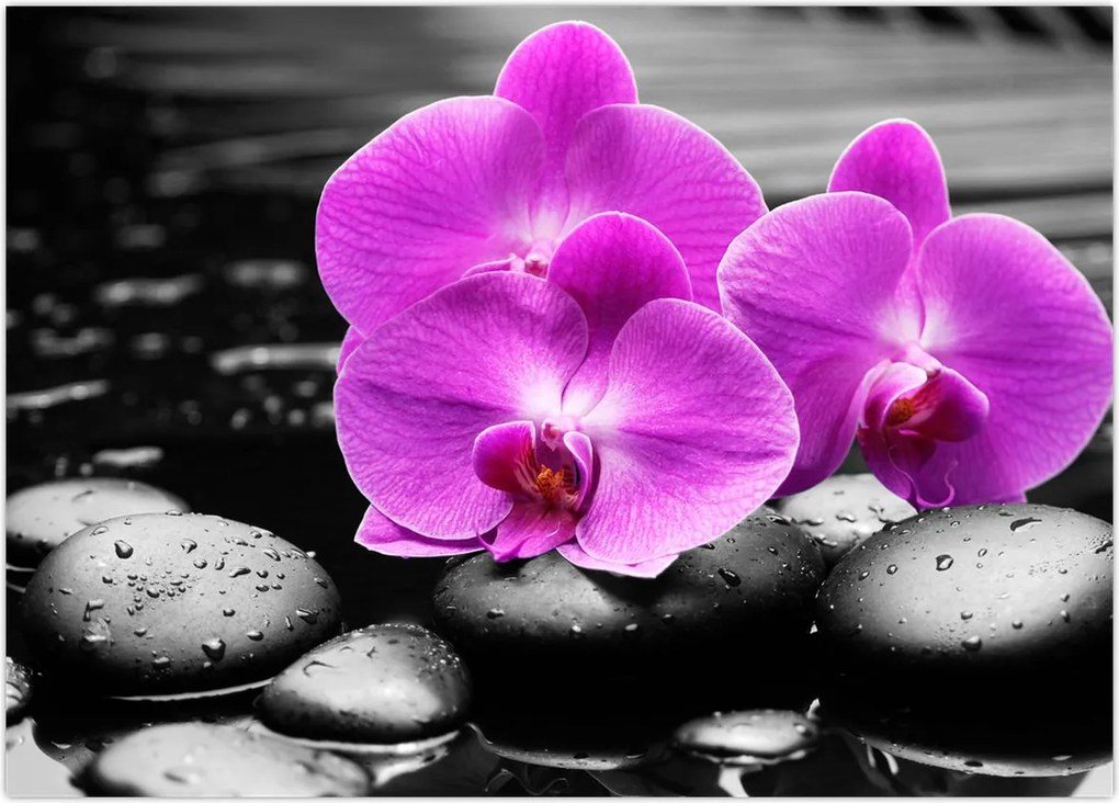 Obraz - Fioletowe orchidee (70x50 cm)