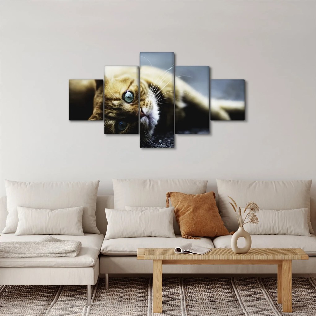Obraz kota (125x70 cm)