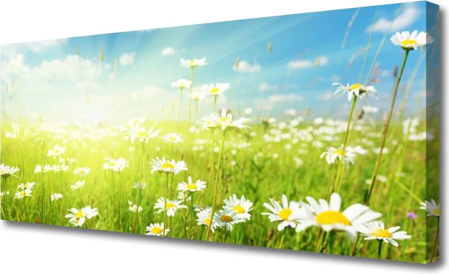 Fotoobraz na płótnie Polana Pełna Stokrotek