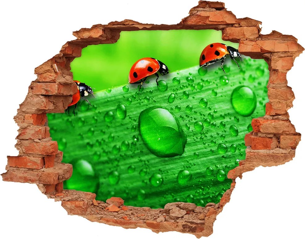 Dziura 3d fototapeta Biedronki na trawie