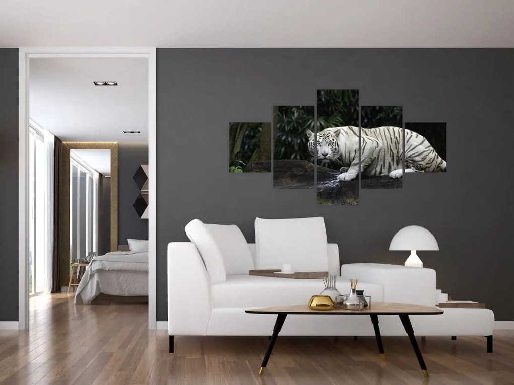 Obraz - Tygrys albinos (125x70 cm)