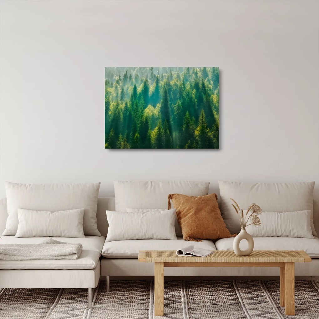 Obraz na szkle - Las sosnowy (70x50 cm)
