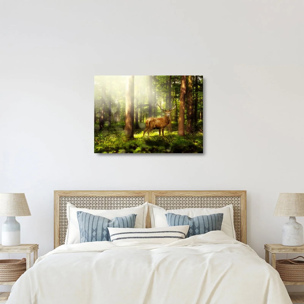 Obraz na szkle jelenia w lesie (70x50 cm)