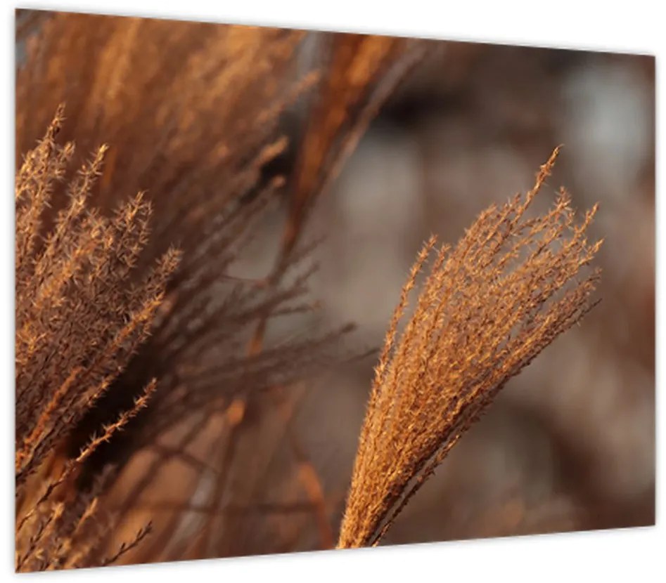 Obraz - Kortaderia (70x50 cm)