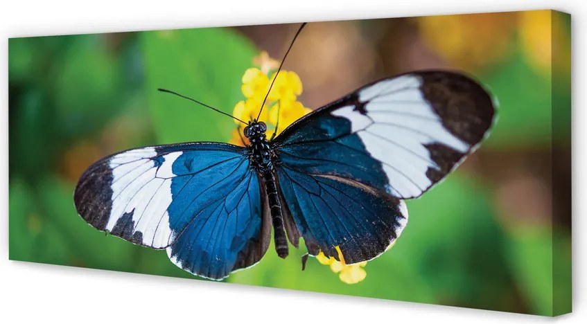 Obraz drukowany na płótnie Kolorowy Motyl na Kwiecie