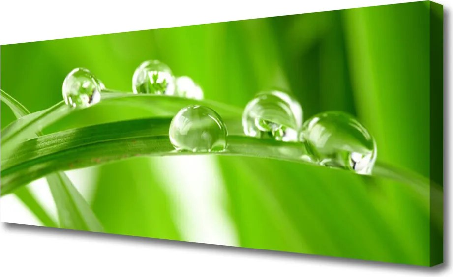 Obraz drukowany na płótnie Tropikalna Flora Liściasta