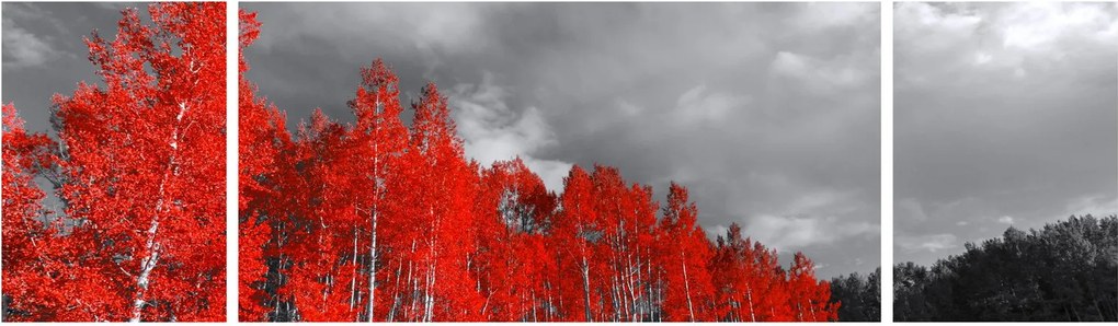 Obraz - Drzewa w kolorze jesieni (170x50 cm)