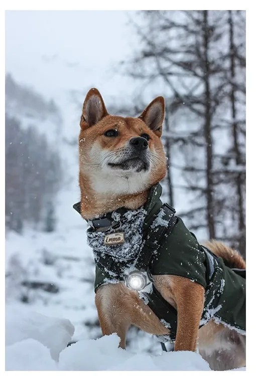 Lampka LED na obrożę White – Orbiloc