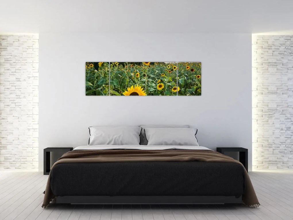 Obraz - Sunflower Field II. (170x50 cm)