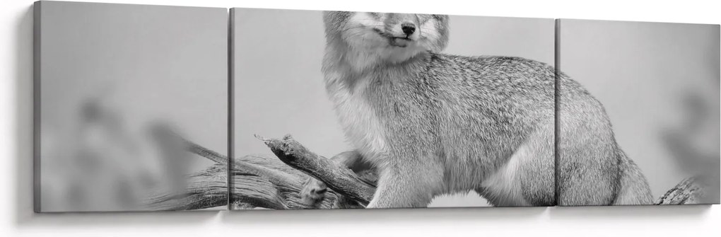Obraz - Lis szary (170x50 cm)