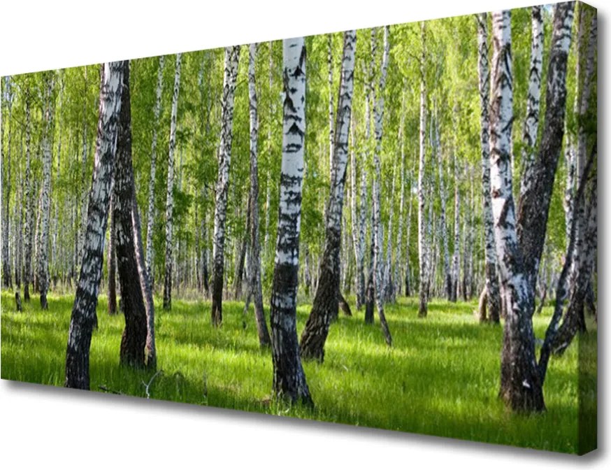 Obraz na płótnie Tajemniczy Bór Sosnowy