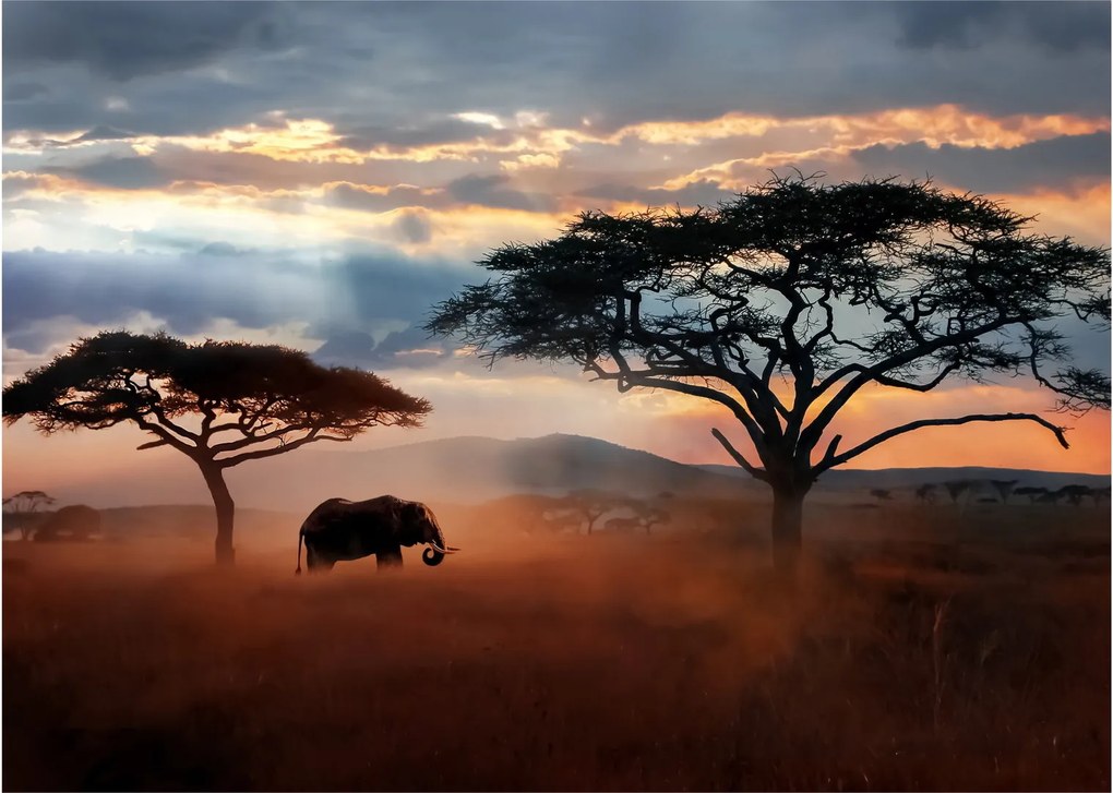 Obraz na szkle - Park Narodowy Serengeti, Tanzania, Afryka (70x50 cm)
