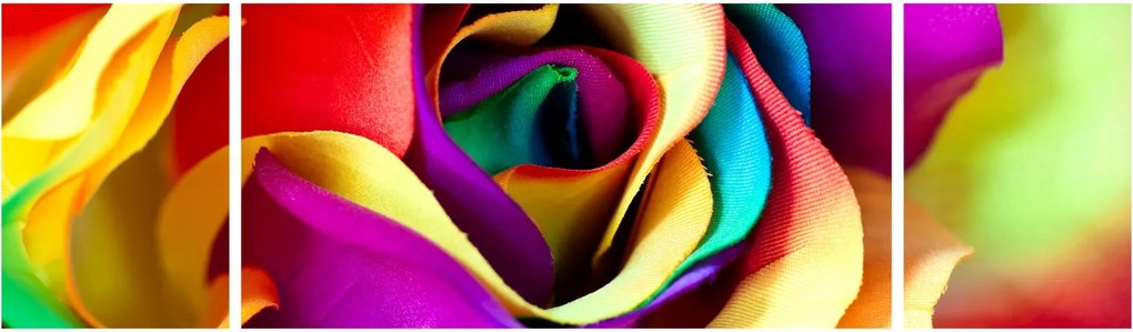 Obraz - Kolorowa róża (170x50 cm)